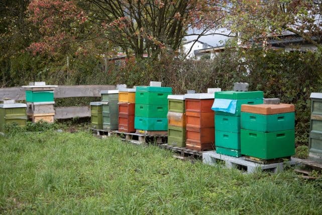 Bienenstöcke